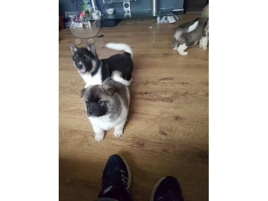 Ιαπωνικά Akita.